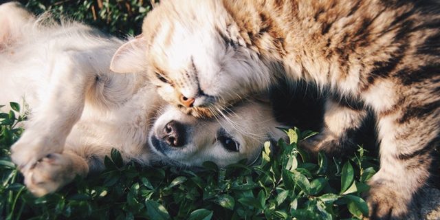 cursos-online-veterinaria cursos-online-veterinaria