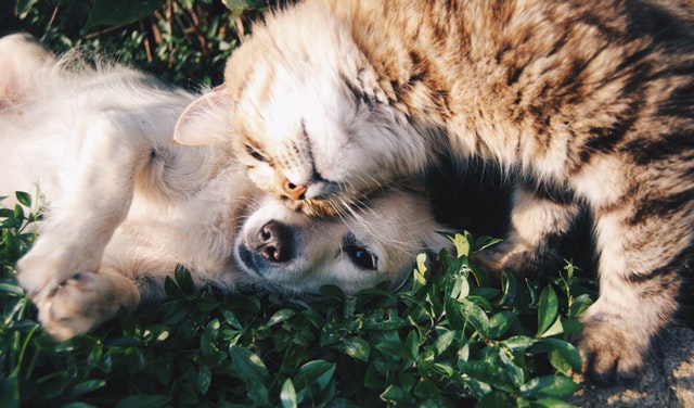 cursos-online-veterinaria