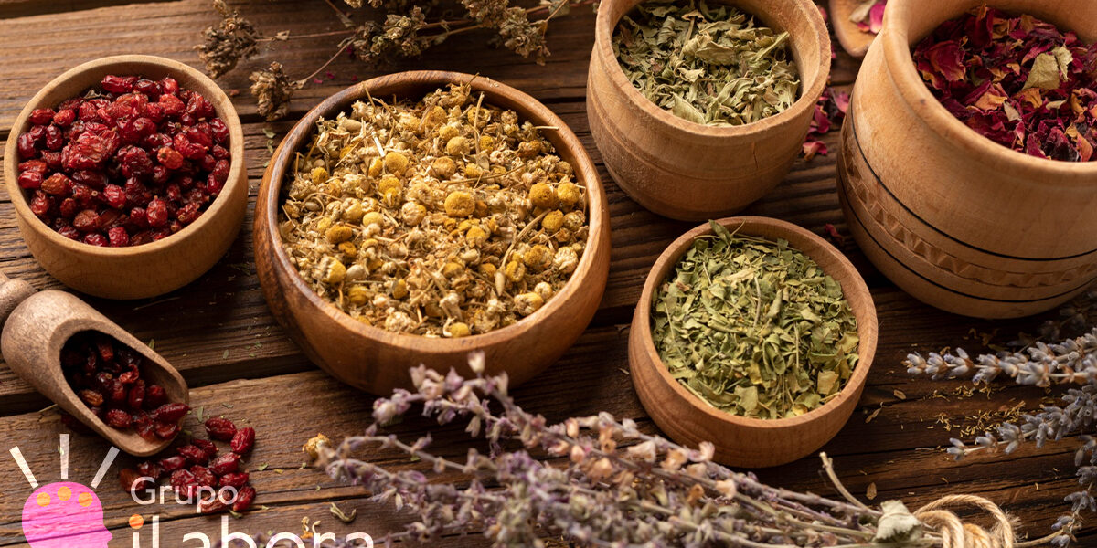 Curso online de Plantas Medicinales: Conectando con la Sabiduría Curativa de la Naturaleza Curso online de Plantas Medicinales: Conectando con la Sabiduría Curativa de la Naturaleza