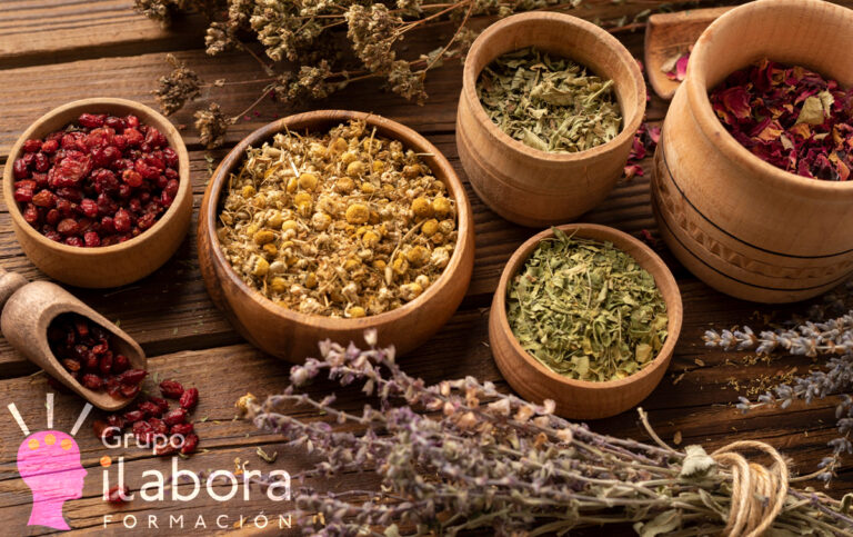 Curso online de Plantas Medicinales: Conectando con la Sabiduría Curativa de la Naturaleza