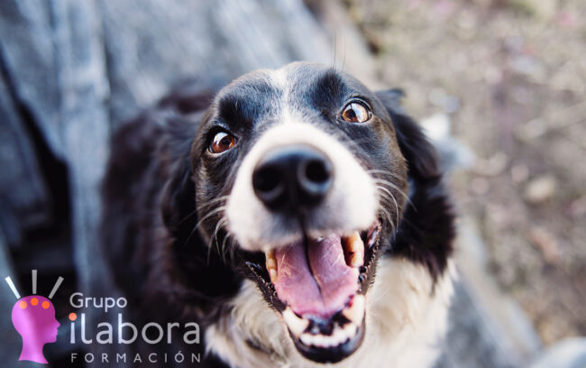 Cuidados del perro 1