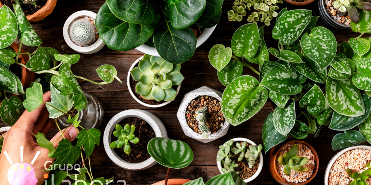 Jardinería 1