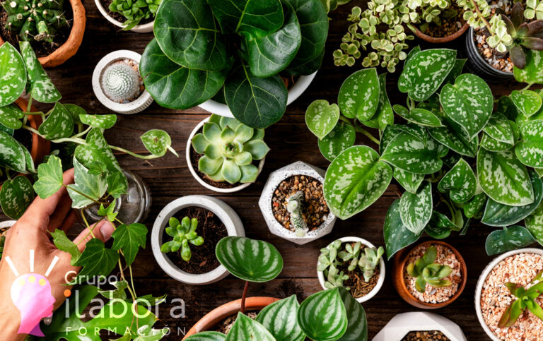 Jardinería 1